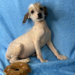 Zhen - Cream male Companion Cross puppy in Palm Coast, Florida from Fiesta Pups