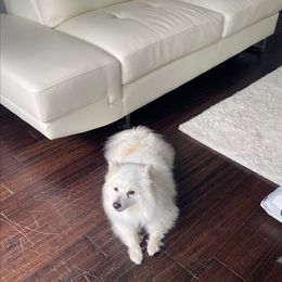 Rascal - Pomeranian