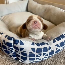 Cavalier King Charles Spaniel and Pembroke Welsh Corgi Puppies from Puppy PlayPen