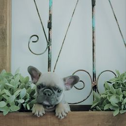 French Bulldog Puppies from Haas Frenchies LLC