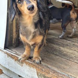 Pippi - Dachshund