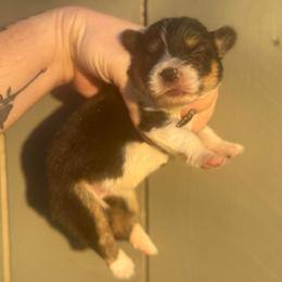 Queenie - Black and tan female Pembroke Welsh Corgi puppy in East Oakdale, California from Rhettro Kennels