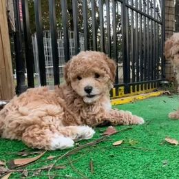 Maltipoos and Poodles from House of Angiel's