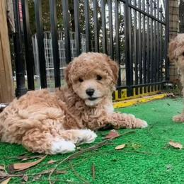 Maltipoos and Poodles from House of Angiel's