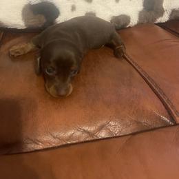 Dachshund Puppies from Capital City Dachshunds