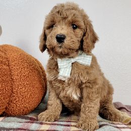 Hazel - Red  female Goldendoodle puppy in Temecula, California from Oodles O'Doodles