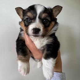 Marigold - Black and tan female Pembroke Welsh Corgi puppy in Red Bluff, California from Circle T Livestock & K9 Co.