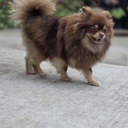 Muchie - Pomeranian