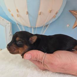 Macy - Black and tan female Yorkshire Terrier puppy in Broxton, Georgia from More Than Family