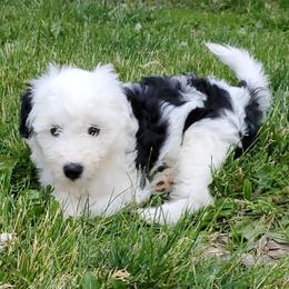 Daffy - Black and white female Sheepadoodle puppy in Bellevue, Iowa from Fluffy Wonders Poms and Doodles