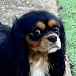 Franklyn - Cavalier King Charles Spaniel