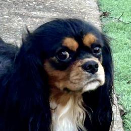 Franklyn - Cavalier King Charles Spaniel