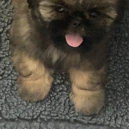 Boy 1 - Black and tan male Shih Tzu puppy in Massachusetts from All That
