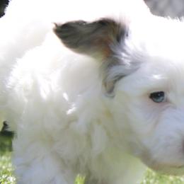 Cavalier King Charles Spaniels, Cavapoos, Havanese, and Havapoos from Grayfinn House