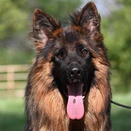 Opal - German Shepherd