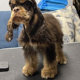 Mint Collar - Brown and tan Cocker Spaniel puppy in Cleveland, Ohio from Buckeye Country Kennel