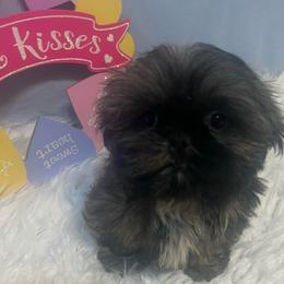 Boy 4 - Silver gold and white male Shih Tzu puppy in Tenino, Washington from Fantasy Realm Shih Tzus