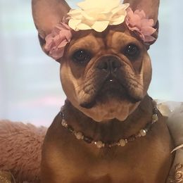 Shelby - French Bulldog