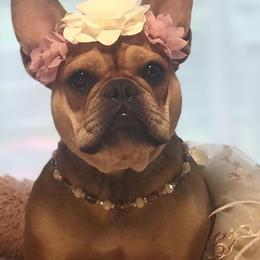 Shelby - French Bulldog