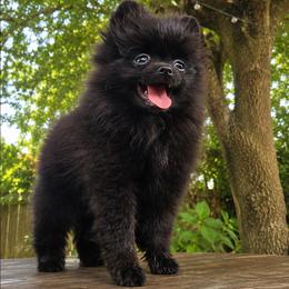 Varda - Black female Pomeranian puppy in Boca Raton, Florida from Poms of The Shire