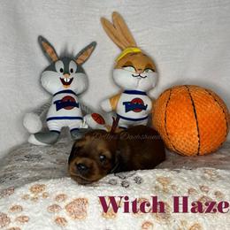 Witch Hazel - Red female Dachshund puppy in Monitor, Washington from Shannon Dolly’s Dachshunds
