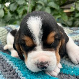 Boy 1 - Black brown and white male Basset Hound puppy in Hay Springs, Nebraska from Rain and Snow Bassets