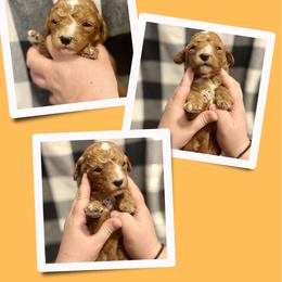 Faith - Red  female Goldendoodle puppy in Bluefield, Virginia from Love on a Leash