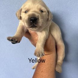 Yellow - Golden female Golden Retriever puppy in Jesup, Georgia from Painted Platinum Retrievers (Painted Platinum Kennel) PPK