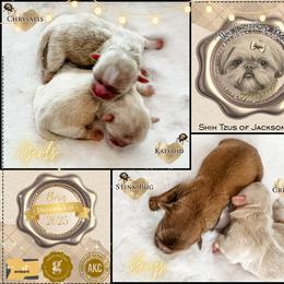 Boy 1 - male Shih Tzu puppy in Jacksonville, Florida from Shih Tzus of Jacksonville