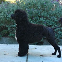 Portuguese Water Dog All Grown Up from True North
