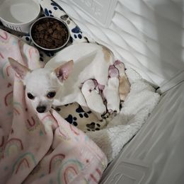 Chihuahua Puppies from Pretty Little Chis