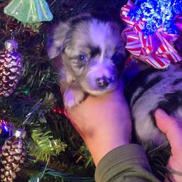 Dasher - Blue merle male Miniature Australian Shepherd puppy in Arlington, Texas from CopperHead Aussies
