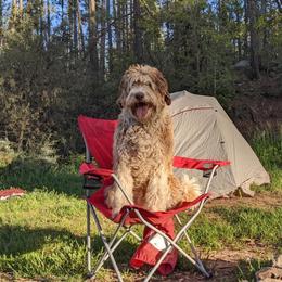 Aussiedoodle and Australian Shepherd Puppies from Junipersdoodles