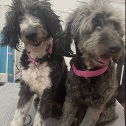 Anna - Andera Two Aussiedoodle Females Available Now - Brown and white female Aussiedoodle puppy in Brooklyn, New York from Lyon and Luna Goldendoodles Bernedoodles
