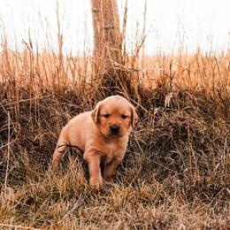 Tito (yellow) - Dark golden male Golden Retriever puppy in Bynum, Montana from Summit Canine Breeding