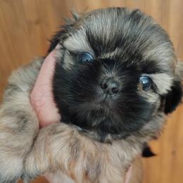 Abraham - Abe - Tricolor male Shih Tzu puppy in Palmyra, New York from Karen's Tzus of Palmyra-Macedon