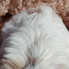 Cavachons and Cavalier King Charles Spaniels from The House of Wiggle Waggle