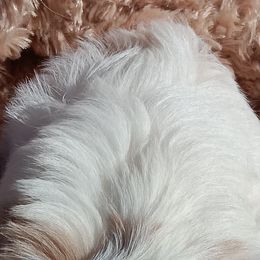 Cavachons and Cavalier King Charles Spaniels from The House of Wiggle Waggle