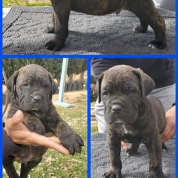 Cane Corso and French Bulldog Puppies from JSM Corsos