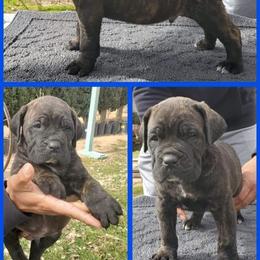 Cane Corso and French Bulldog Puppies from JSM Corsos