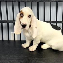 Pip - Black tan and white female Basset Hound puppy in Richmond, Kentucky from Southern Roots Bassets