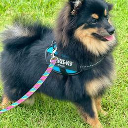 Onyx - Pomeranian