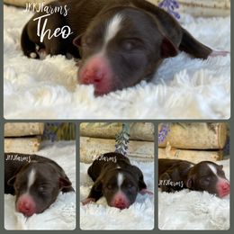 6 - Theo - Red tri-color male Miniature American Shepherd puppy in Huntington, Texas from JKKJ Farms