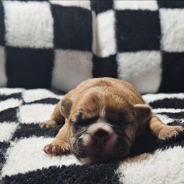 Daisy - Fawn and white female French Bulldog puppy in Monterey, Louisiana from McaysKennels