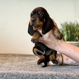 Little Lavender Boy - Black and tan male Black and Tan Coonhound puppy in Oregon from Toodaloo Coonhounds