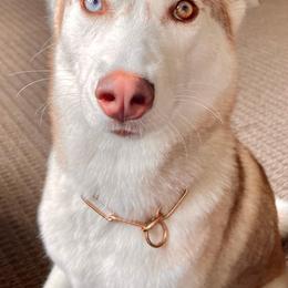 Pomsky and Siberian Husky All Grown Up from Hemlock Pines Pomsky