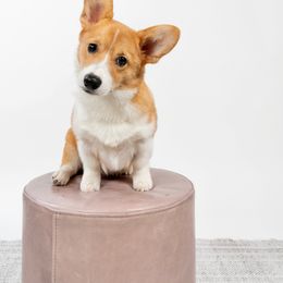 Pembroke Welsh Corgi All Grown Up from G.G.'s Corgis