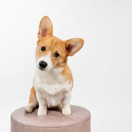 Pembroke Welsh Corgi All Grown Up from G.G.'s Corgis