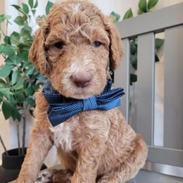 Buttercup (White Collar) - Apricot male Goldendoodle puppy in Lincoln, California from Lincoln Goldendoodles