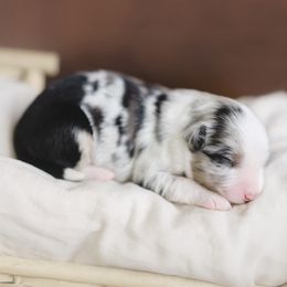 Miniature American Shepherd Puppies from EverSummer Minis